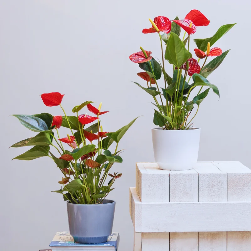 Live Red Anthurium Flower Plant, House Plant Live, Anthurium Live Plant Red Flower, Anthurium Plant Live, 4'' Pot, Zone 10 To 12
