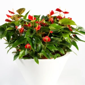Anthurium Plant Live, 4'' Pot, Live Red Anthurium Flower Plant, House Plant Live, Anthurium Live Plant Red Flower