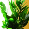 Zamioculcas Zamiifolia Tree Plant, ZZ Tree Plant Pot, 4 Inches, ZZ Plant Live Tree, Houseplant Live Plant