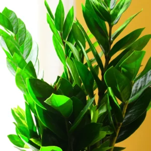 Zamioculcas Zamiifolia Tree Plant, ZZ Tree Plant Pot, 4 Inches, ZZ Plant Live Tree, Houseplant Live Plant