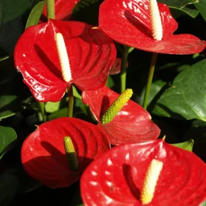 4'' Pot Anthurium Plant Live, Live Red Anthurium Flower Plant, Anthurium Live Plant Red Flower, Indoor Outdoor House Plant Live for Garden