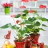 Anthurium Plant Live, 4'' Pot, Live Red Anthurium Flower Plant, House Plant Live, Anthurium Live Plant Red Flower