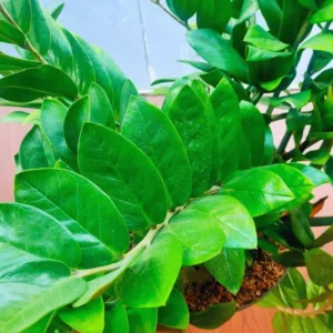 ZZ Live Plant for Indoor, Zamioculcas Zamiifolia Tree Live Plant, 4 Inches Pot, Live House Plant Pot, ZZ Plant Live