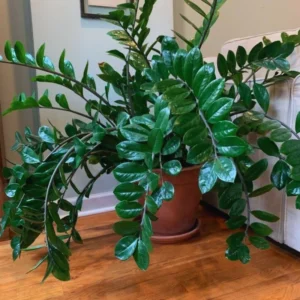 ZZ Live Plant for Indoor, Zamioculcas Zamiifolia Tree Live Plant, 4'' Pot, Hardy House Plant Pot, ZZ Plant Live, ZZ Tree Plant