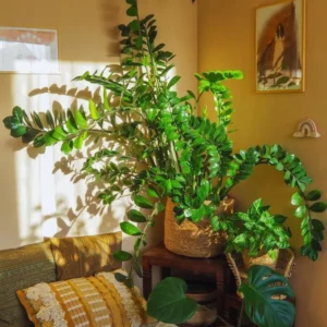 ZZ Live Plant for Indoor, Zamioculcas Zamiifolia Tree Live Plant, 4'' Pot, Hardy House Plant Pot, ZZ Plant Live, ZZ Tree Plant