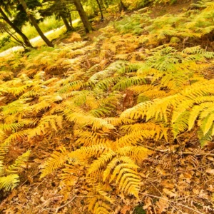 Autumn Fern Plant Live, 3.5'' Potted, Live Fern Plant, Hardy Fern Live Plant for Garden