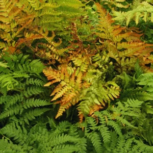 3.5'' Autumn Fern Plant Pot, Live Fern Plant, Fern Live Plant for Garden, Perennial Plant