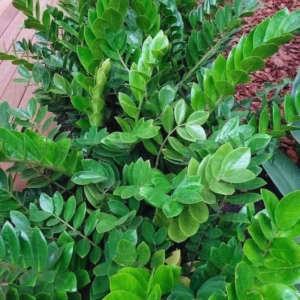 ZZ Live Plant for Indoor, Zamioculcas Zamiifolia Tree Live Plant, 4'' Pot, Hardy House Plant Pot, ZZ Plant Live, ZZ Tree Plant