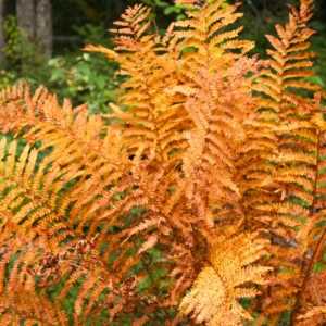 3.5'' Autumn Fern Plant Pot, Live Fern Plant, Fern Live Plant for Garden, Perennial Plant