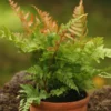 3.5'' Autumn Fern Plant Pot, Live Fern Plant, Fern Live Plant for Garden, Perennial Plant
