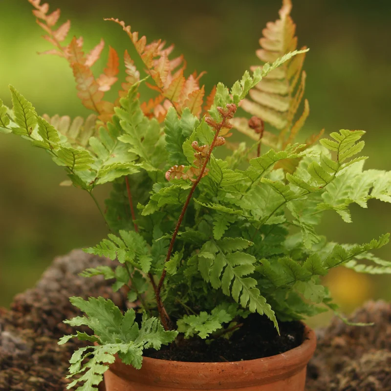 3.5'' Autumn Fern Plant Pot, Live Fern Plant, Fern Live Plant for Garden, Perennial Plant