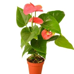 Anthurium Plant Live, 4'' Pot, Live Red Anthurium Flower Plant, House Plant Live, Anthurium Live Plant Red Flower