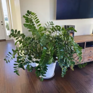 ZZ Live Plant for Indoor, Zamioculcas Zamiifolia Tree Live Plant, 4 Inches Pot, Live House Plant Pot, ZZ Plant Live