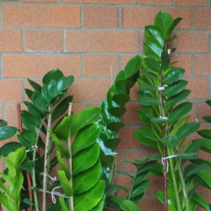 ZZ Live Plant for Indoor, Zamioculcas Zamiifolia Tree Live Plant, 4 Inches Pot, Live House Plant Pot, ZZ Plant Live