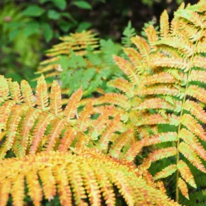 Autumn Fern Plant Live, 3.5'' Potted, Live Fern Plant, Hardy Fern Live Plant for Garden