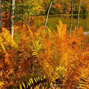 Autumn Fern Plant Live, 3.5'' Potted, Live Fern Plant, Hardy Fern Live Plant for Garden