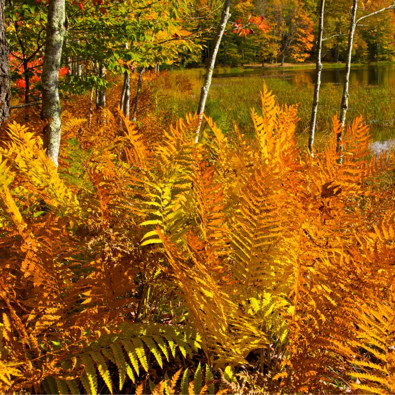 Autumn Fern Plant Live, 3.5'' Potted, Live Fern Plant, Hardy Fern Live Plant for Garden