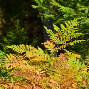 Live Fern Plant, Autumn Fern Plant Pot, Fern Live Plant for Garden, Perennial Plant, Size Plant From 4 To 6 Inches Tall