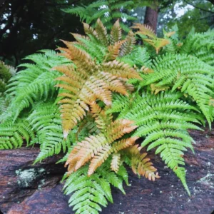 Live Fern Plant, Autumn Fern Plant Pot, Fern Live Plant for Garden, Perennial Plant, Size Plant From 4 To 6 Inches Tall