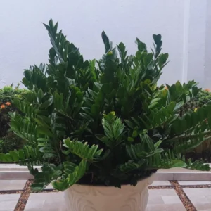 ZZ Live Plant for Indoor, Zamioculcas Zamiifolia Tree Live Plant, 4'' Pot, Hardy House Plant Pot, ZZ Plant Live, ZZ Tree Plant