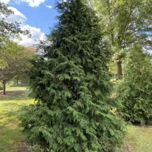 3 Green Giant Arborvitae Starter Plants - Thuja Plicata Evergreen Privacy Tree Windbreak Fast Growing Hedge Landscape Starter Plant