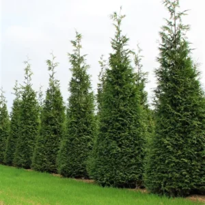 3 Green Giant Arborvitae Starter Plants - Thuja Plicata Evergreen Privacy Tree Windbreak Fast Growing Hedge Landscape Starter Plant