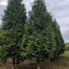5 Green Giant Arborvitae Starter Plants - Thuja Plicata Evergreen Privacy Tree Windbreak Fast Growing Hedge Landscape Starter Plant