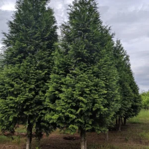 5 Green Giant Arborvitae Starter Plants - Thuja Plicata Evergreen Privacy Tree Windbreak Fast Growing Hedge Landscape Starter Plant