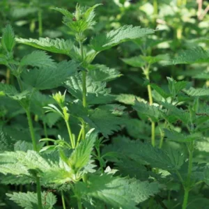 5 Stinging Nettle Plant Bare Roots Only Urtica Dioica Transplant