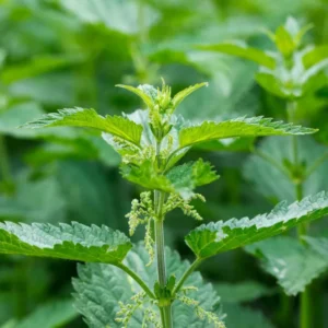 5 Stinging Nettle Plant Bare Roots Only Urtica Dioica Transplant