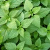 20 Stinging Nettle Plant Bare Roots Only Urtica Dioica Transplant