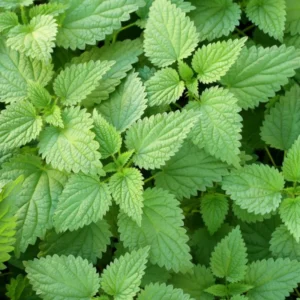 20 Stinging Nettle Plant Bare Roots Only Urtica Dioica Transplant