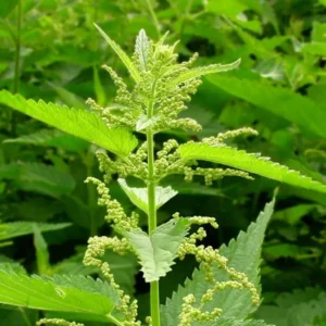 20 Stinging Nettle Plant Bare Roots Only Urtica Dioica Transplant