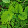Wild Yam Plants Bare Roots Dioscorea Villosa Perennial Vine Bulbs For Plant Native Herb Wildflower