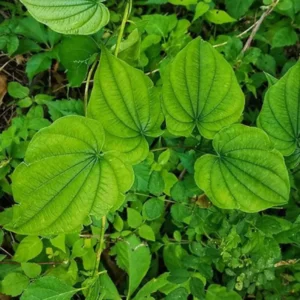 Wild Yam Plants Bare Roots Dioscorea Villosa Perennial Vine Bulbs For Plant Native Herb Wildflower