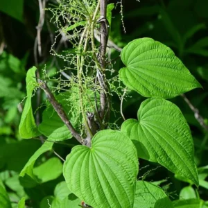 Wild Yam Plants Bare Roots Dioscorea Villosa Perennial Vine Bulbs For Plant Native Herb Wildflower