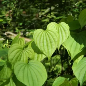 3 Wild Yam Plants Bare Roots Dioscorea Villosa Perennial Vine Bulbs For Plant Native Herb Wildflower