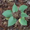 5 Wild Yam Plants Bare Roots Dioscorea Villosa Perennial Vine Bulbs For Plant Native Herb Wildflower