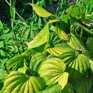 10 Wild Yam Plants Bare Roots Dioscorea Villosa Perennial Vine Bulbs For Plant Native Herb Wildflower