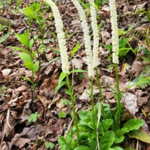 3 False Unicorn Plants Bare Roots Chamaelirium Luteum Star Root Plan