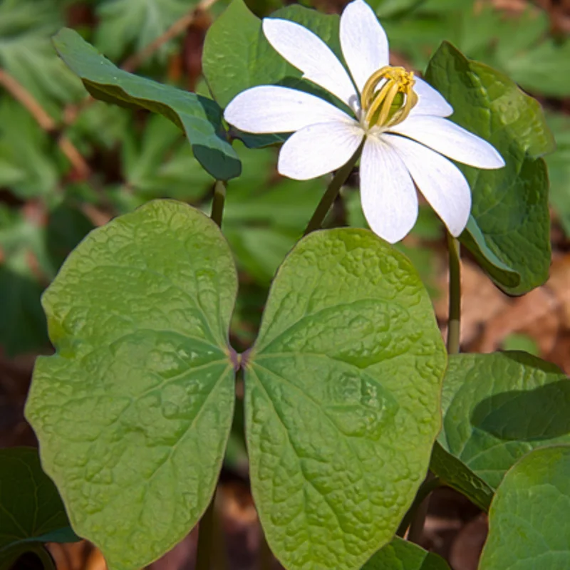 5 Twin Leaf Plants Bare Roots Perennial Jeffersonia Diphylla Premium Wildflower Bulbs For Planting