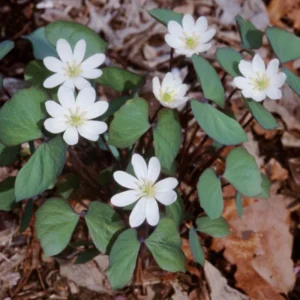 10 Twin Leaf Plants Bare Roots Perennial Jeffersonia Diphylla Premium Wildflower Bulbs For Planting