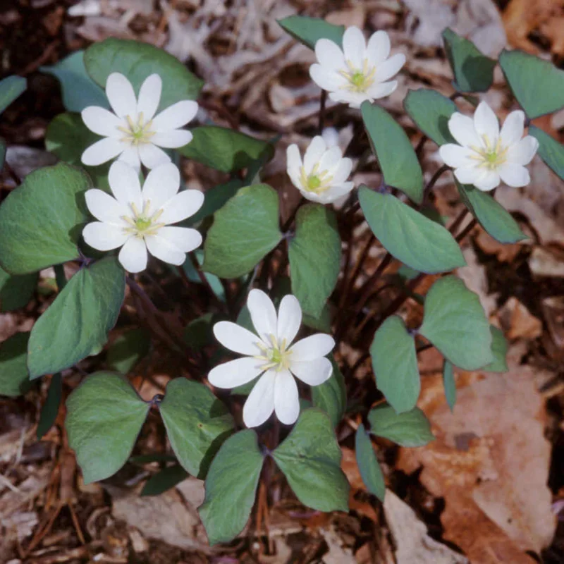 10 Twin Leaf Plants Bare Roots Perennial Jeffersonia Diphylla Premium Wildflower Bulbs For Planting