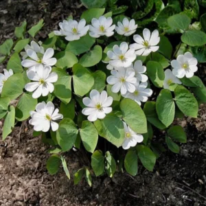 20 Twin Leaf Plants Bare Roots Perennial Jeffersonia Diphylla Premium Wildflower Bulbs For Planting