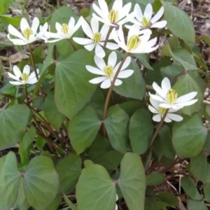 15 Twin Leaf Plants Bare Roots Perennial Jeffersonia Diphylla Premium Wildflower Bulbs For Planting