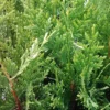 3 Emerald Green Arborvitae Tree Starter Plant Thuga Privacy Tree Bare Root Landscape Evergreen