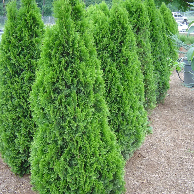 3 Emerald Green Arborvitae Tree Starter Plant Thuga Privacy Tree Bare Root Landscape Evergreen