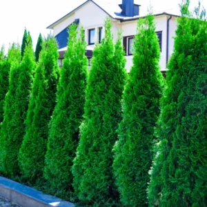 3 Emerald Green Arborvitae Tree Starter Plant Thuga Privacy Tree Bare Root Landscape Evergreen