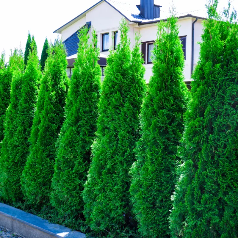 3 Emerald Green Arborvitae Tree Starter Plant Thuga Privacy Tree Bare Root Landscape Evergreen