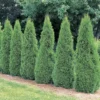 5 Emerald Green Arborvitae Tree Starter Plant Thuga Privacy Tree Bare Root Landscape Evergreen
